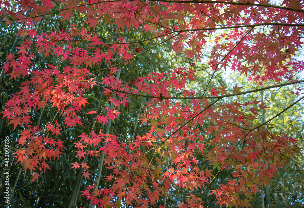 赤いもみじ　竹林背景に