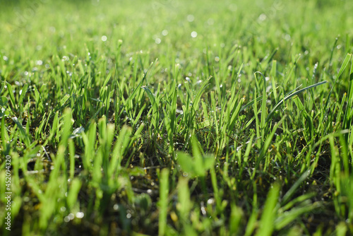 Valokuva Bright saturated green grass, wet lawn in late weather after rain
