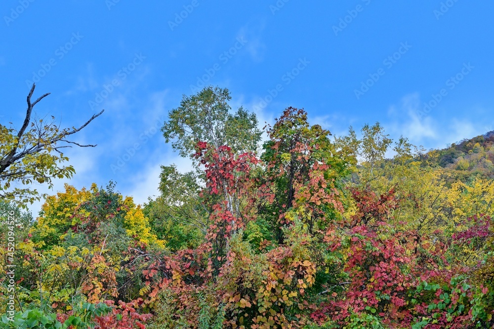 青空バックに見上げるカラフルな紅葉情景@旭山記念公園、北海道 青空バックに見上げるカラフルな紅葉情景@旭山記念公園、北海道