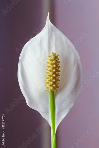 White flower of spathiphyllum close-up on a purple background. Defocus. Beautiful indoor plants, home flower care
