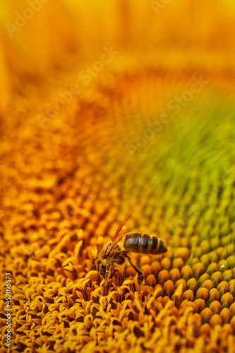 insect collected pollen in a sunflower. macro photography