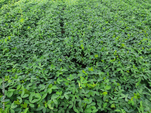 Close​-up background of bright green peanut leaves. Growing groundnut seeds for growing peanuts Dense green leaves. Refreshing natural background.