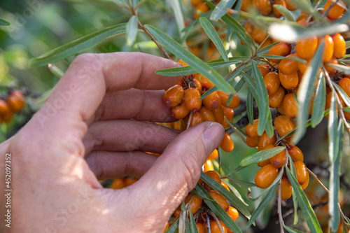 Collection of ripe and healthy sea buckthorn berries. Hand picking fresh ripe orange sea buckthorn berries from a bush, close-up, selective focus. Healthy food concept.
