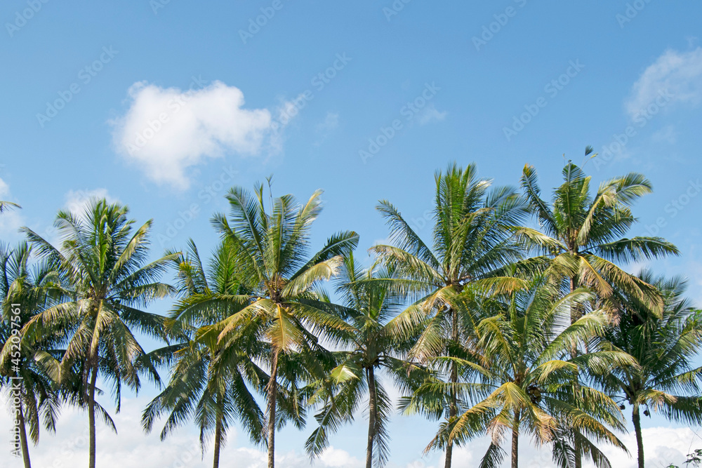 Obraz premium Coconut tree with sky background