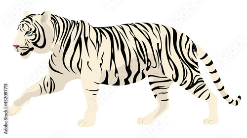 Walking white tiger