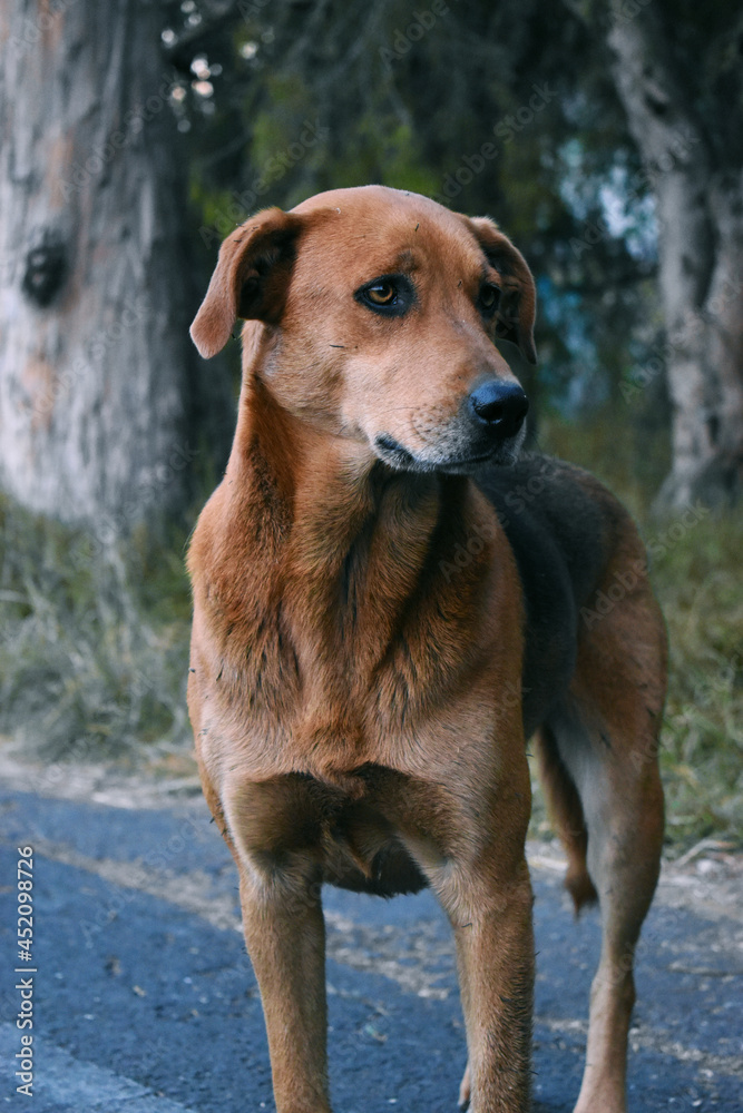 Perro Retrato Mirada Animal Cachorro Canino Naturaleza 