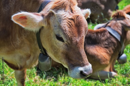 Cows in the pasture on green meadow