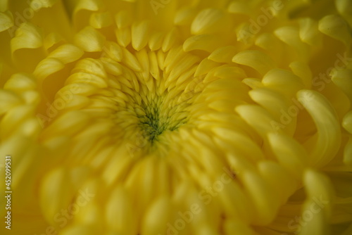 Light Yellow flower center of Chrysanthemum  Atsumono  in full bloom 