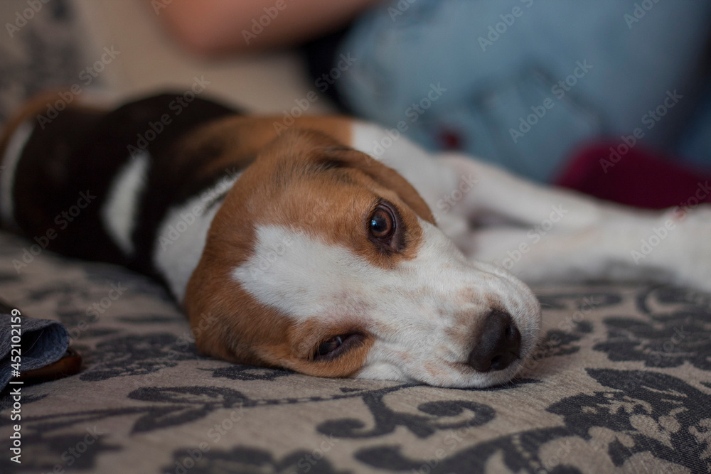 Obraz premium Cute beagle dog