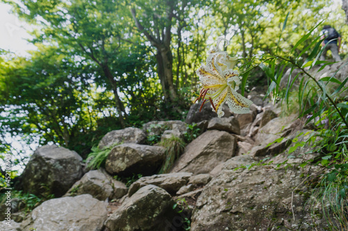 ハイキングコースの岩場に咲くヤマユリ【筑波山】／日本茨城県つくば市 © yumiko