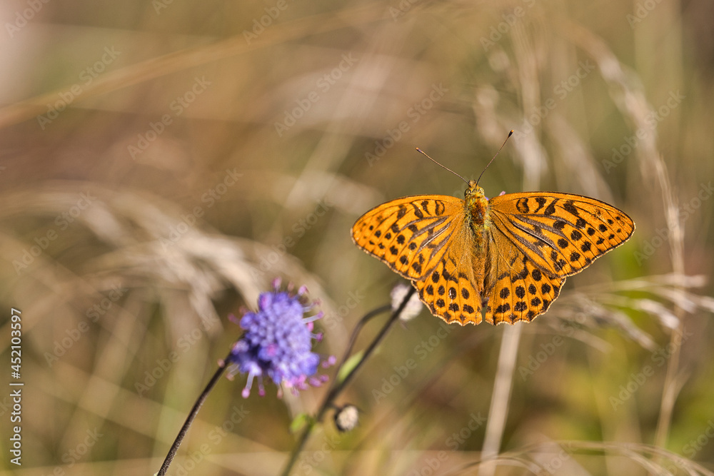 Fototapeta premium Schmetterling (Der Kaisermantel)
