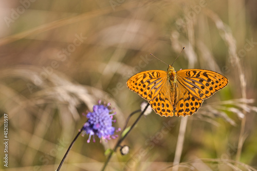 Schmetterling (Der Kaisermantel)