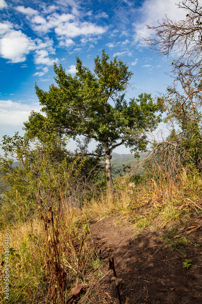 trees in the mountains