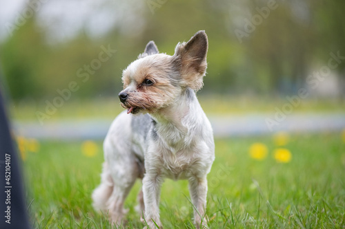 Scared Big-eyed Yorkshire Terrier Beaver in the park on the dandelion field. 