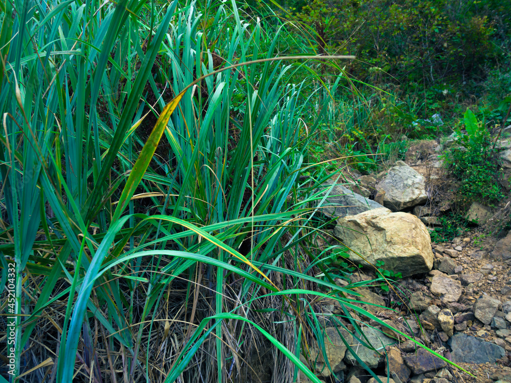 Bush of green sedge. Bush of green sedge.