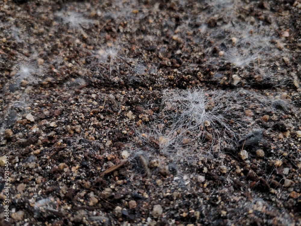 White fungus occurs on the soil surface in seedbeds.