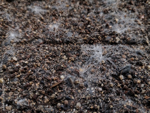 White fungus occurs on the soil surface in seedbeds.