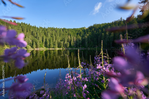 Lake (Mummelsee) in the Black Forest early in the morning. Trees reflected in the water. Purple flower (Epilobium angustifolium) in the foreground. Shallow depth of field. Germany, Hornisgrinde.