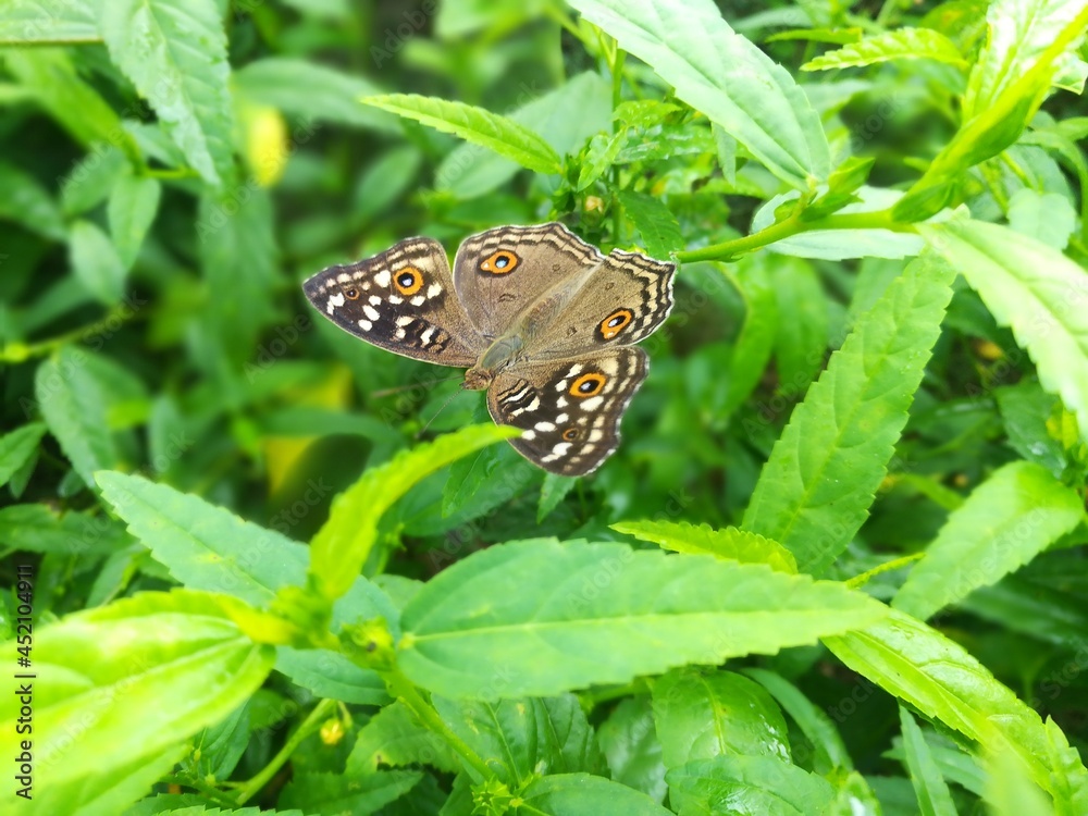 Fototapeta premium butterfly on leaf