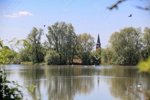 rassemblement d'oiseau sur un étang des hauts de France avec l'Eglise de Marquillies