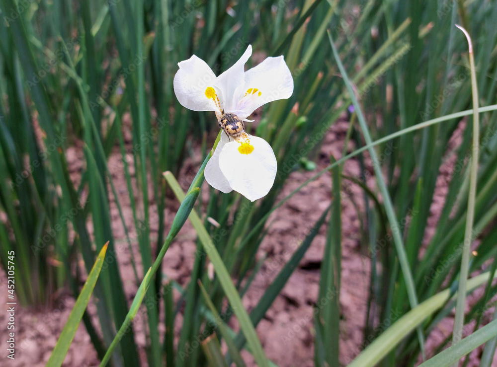 Insecto mencionado como jicotillo, o más comúnmente como "mayate de la