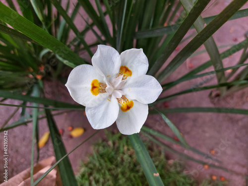 Hermosa flor de la planta lirio persa ( Iris japónica). photo