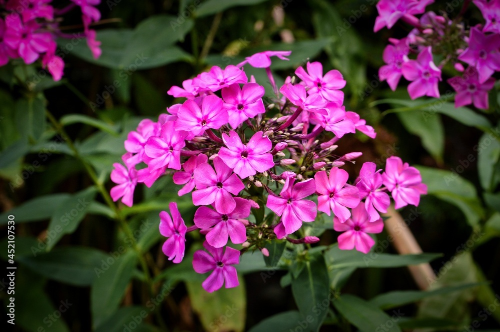 Blüten des rosa Phlox /Flammenblume im Garten - Makro Fotografie