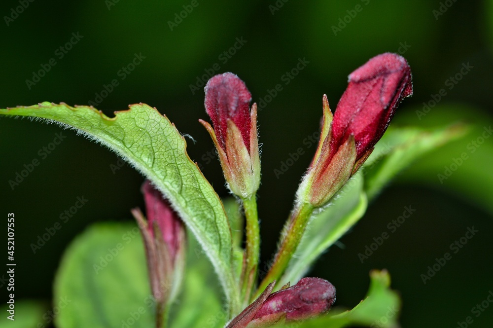 rosa Knospen der Weigelie / Weigelia - Makro Fotografie rosa Knospen der Weigelie / Weigelia - Makro Fotografie