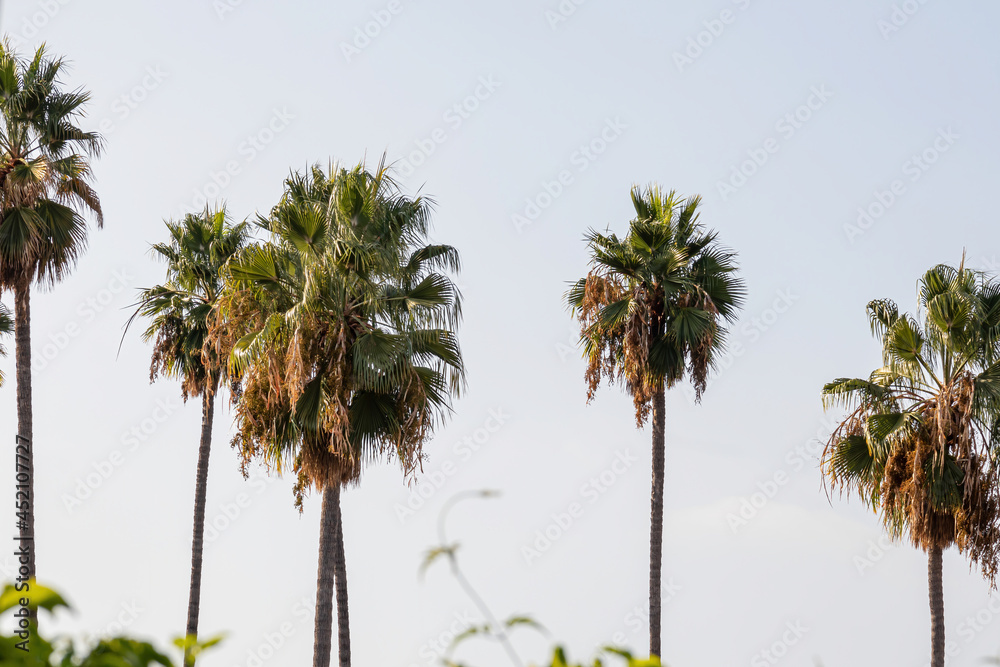 Fototapeta premium five large california palm trees against the sky