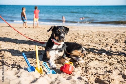 A large black dog on a red leash sitting next to some toys on a dog beach with people in the background © OMP.stock