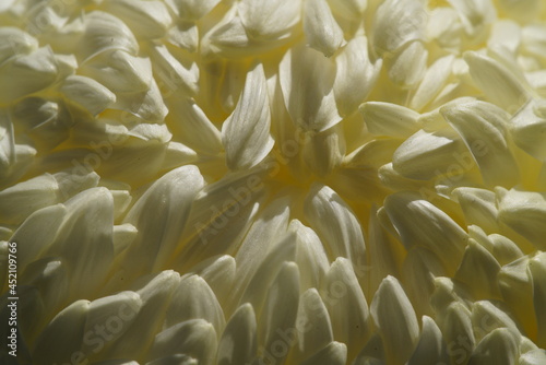 Light Cream flower center of Chrysanthemum 'Atsumono' in full bloom 