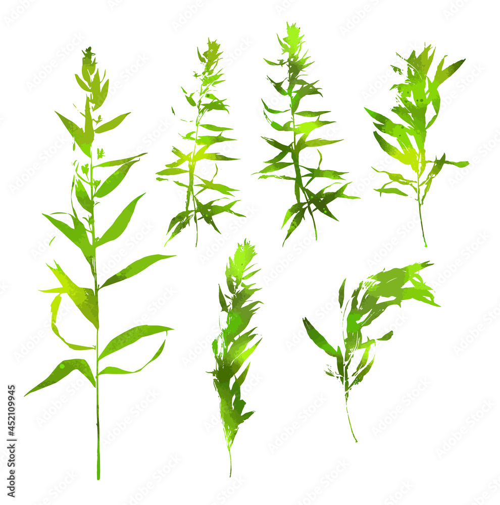 Green grass set. Detailed vector plant, isolated on white background. A set of branches. Vector illustration Green grass set. Detailed vector plant, isolated on white background. A set of branches. Vector illustration
