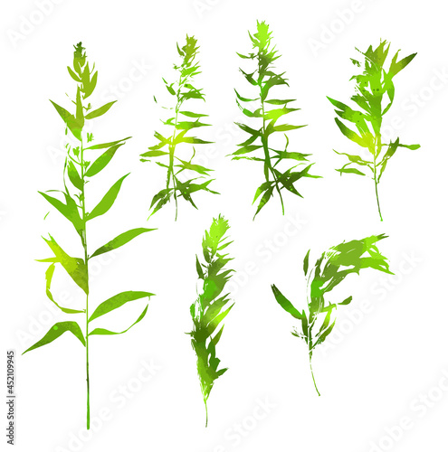 Fototapeta Naklejka Na Ścianę i Meble -  Green grass set. Detailed vector plant, isolated on white background. A set of branches. Vector illustration