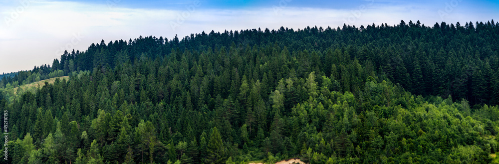 a spruce forest landscape