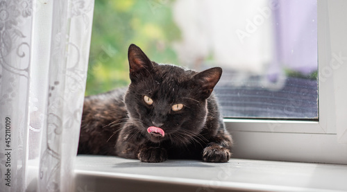 Fototapeta Naklejka Na Ścianę i Meble -  Black cat at window, waiting his owner, adoption concept