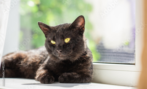 Black cat at window, waiting his owner, adoption concept
