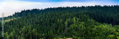 a spruce forest landscape