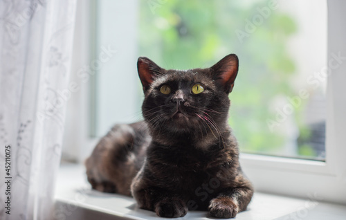 Black cat at window, waiting his owner, adoption concept