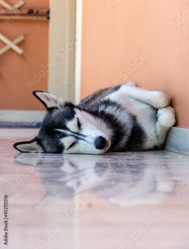 beautiful young female siberian husky dog lying on the floor and sleeping