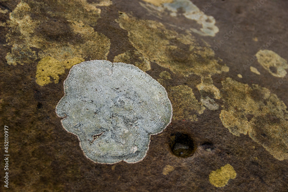 close-up of a stone texture close-up of a stone texture