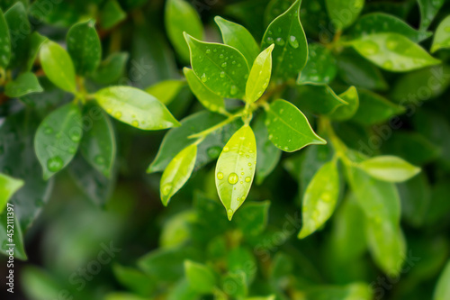 Green leaves of Ficus shrub plant, dew droplets of water on greenery leaf