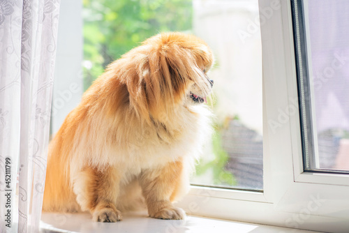 Golden Pekingese dog at window, waiting his owner, adoption concept