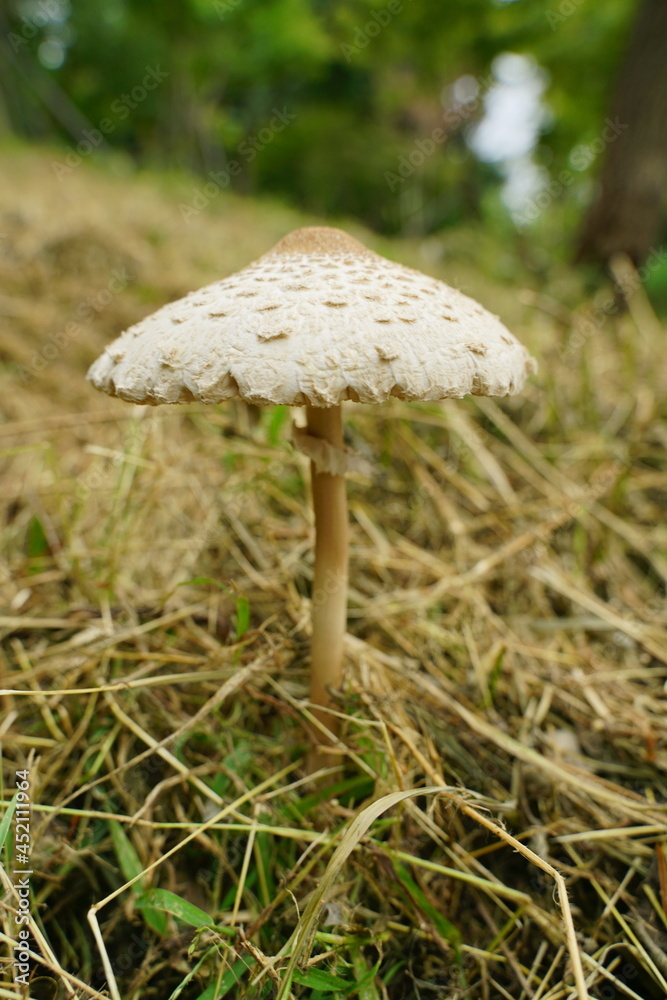 mushroom mushroom