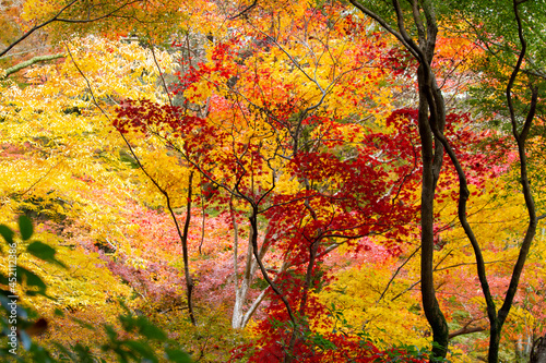 紅葉 モミジ 箕面公園