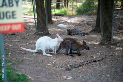 オーストラリア・アデレードの観光名所を旅行している風景 Scenes from a trip to Adelaide, Australia. photo