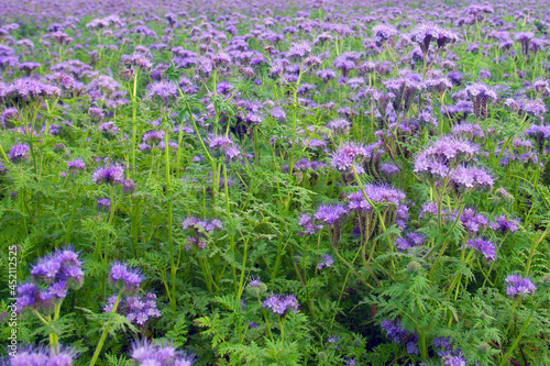 Field full of purple flowers 
