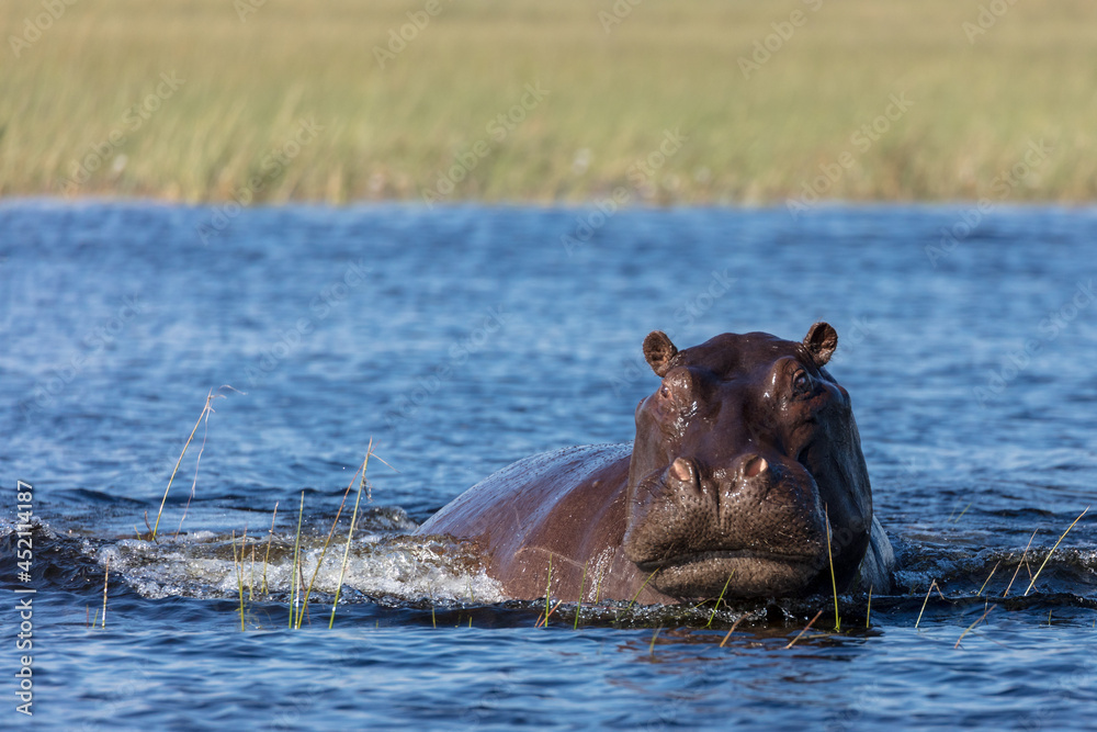 Common hippopotamus or hippo (Hippopotamus amphibius) showing aggression. Okavango Delta. Botswana Common hippopotamus or hippo (Hippopotamus amphibius) showing aggression. Okavango Delta. Botswana
