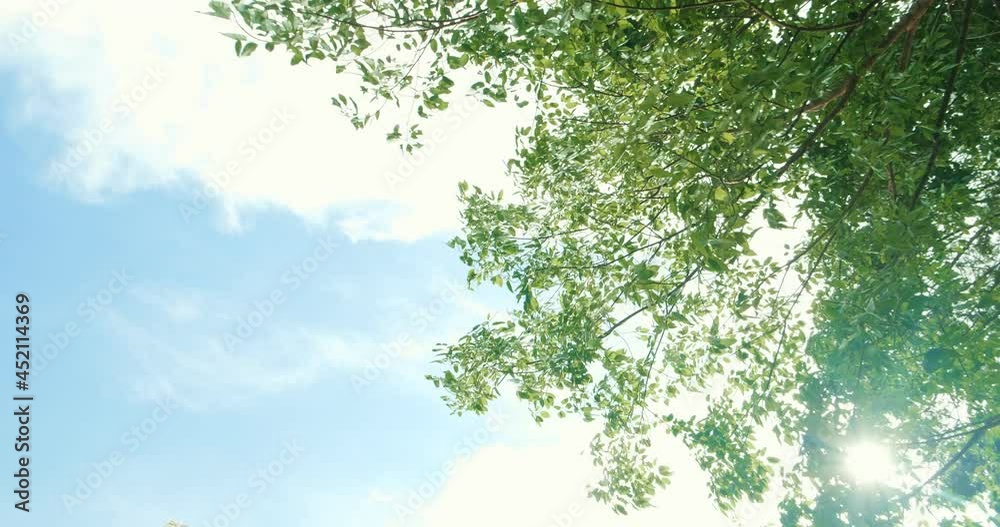 Looking up trees blowing in the wind with blue sky. Azure sky and bright cloud in daytime is beautiful. Branch of tree is beautiful bright green leaf and It is refresh for looking on summer time Looking up trees blowing in the wind with blue sky. Azure sky and bright cloud in daytime is beautiful. Branch of tree is beautiful bright green leaf and It is refresh for looking on summer time
