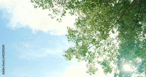 Looking up trees blowing in the wind with blue sky. Azure sky and bright cloud in daytime is beautiful. Branch of tree is beautiful bright green leaf and It is refresh for looking on summer time