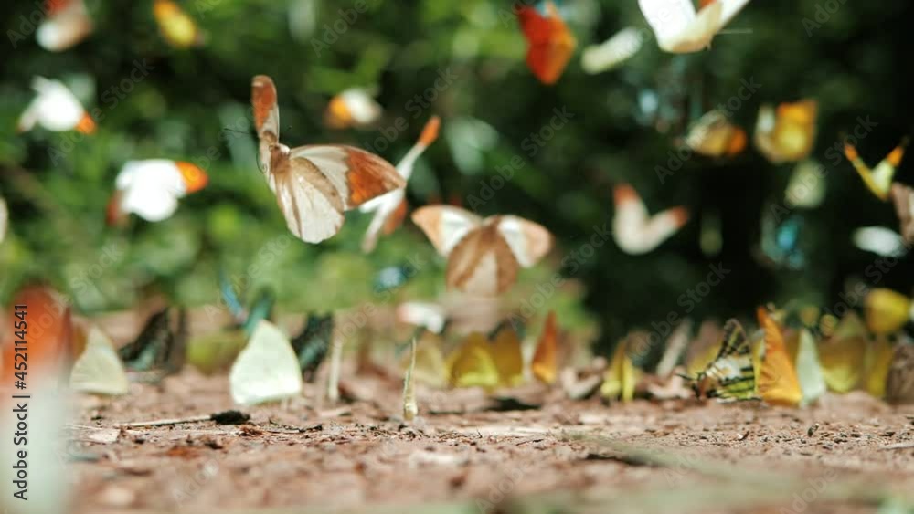 Slow motion of group of colorful Butterflies on the ground and flying in nature forest.